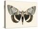 Neutral Moth I-Victoria Barnes-Stretched Canvas