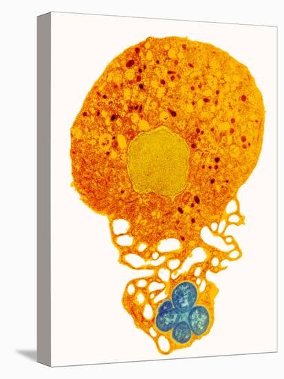 Neutrophil And Trapped Bacteria, TEM-Science Photo Library-Premier Image Canvas