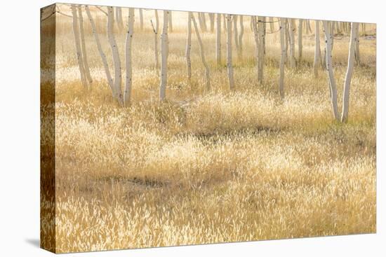 Nevada, Great Basin National Park. Grassy Meadow and Aspen Trees in Autumn-Jaynes Gallery-Premier Image Canvas