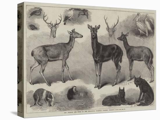 New Animals and Birds in the Zoological Society's Gardens, Regent's Park-Friedrich Wilhelm Keyl-Premier Image Canvas