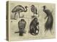 New Animals at Zoological Gardens-Harry Hamilton Johnston-Premier Image Canvas