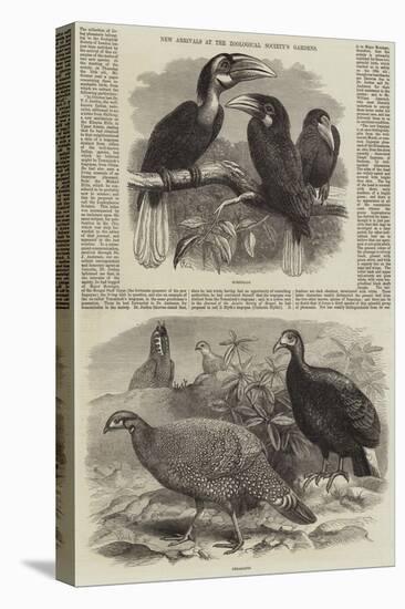 New Arrivals at the Zoological Society's Gardens-Thomas W. Wood-Premier Image Canvas