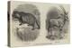 New Arrivals at the Zoological Society's Gardens-Thomas W. Wood-Premier Image Canvas