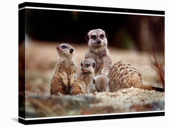 New Baby Meerkats at Edinburgh Zoo, September 1999-null-Premier Image Canvas