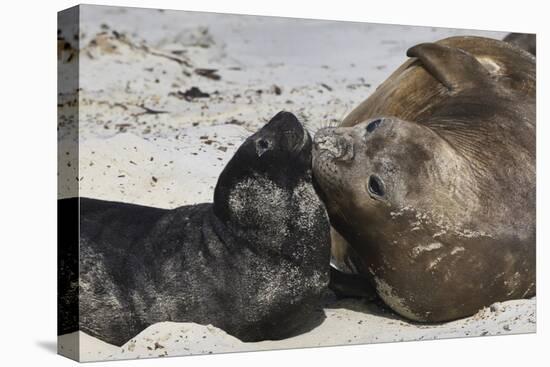 New Born Southern Elephant Seal (Mirounga Leonina) Pup with Mother-Eleanor Scriven-Premier Image Canvas