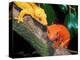 New Caledonia Crested Gecko, Native to New Caledonia-David Northcott-Premier Image Canvas