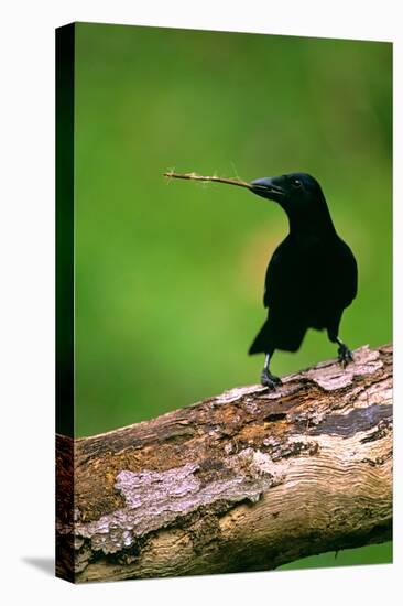 New Caledonian Crow Using Tool to Dislodge Worms-null-Premier Image Canvas