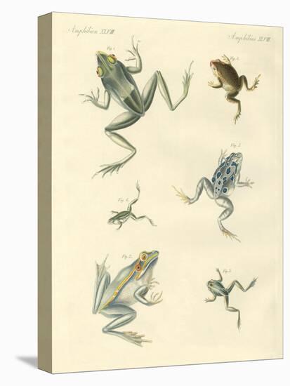 New-Discovered Frogs and Toads-null-Premier Image Canvas