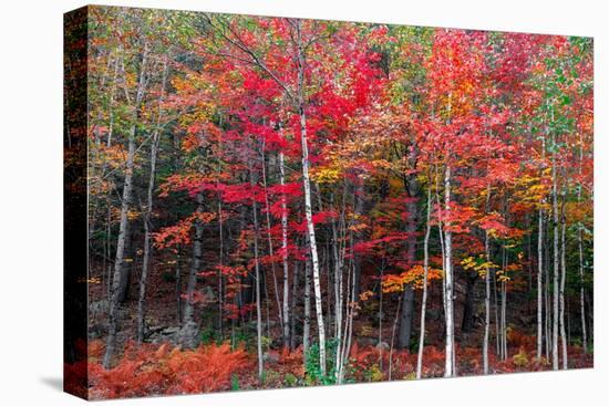 New England autumn-Marco Carmassi-Premier Image Canvas