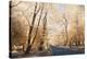 New Forest-Linda Wood-Stretched Canvas