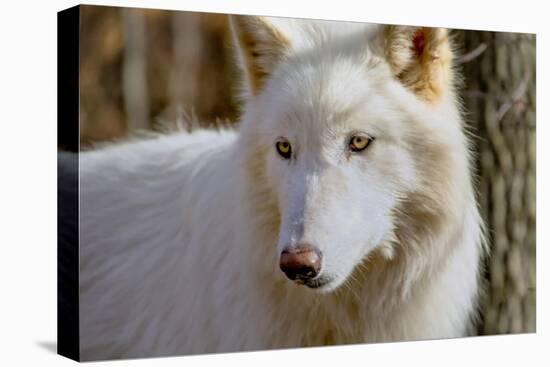 New Jersey, Columbia, Lakota Wolf Preserve. Close-Up of Arctic Wolf-Jaynes Gallery-Premier Image Canvas