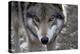 New Jersey, Columbia, Lakota Wolf Preserve. Close-Up of Timber Wolf's Head-Jaynes Gallery-Premier Image Canvas