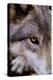 New Jersey, Columbia, Lakota Wolf Preserve. Close-Up of Timber Wolf's Head-Jaynes Gallery-Premier Image Canvas