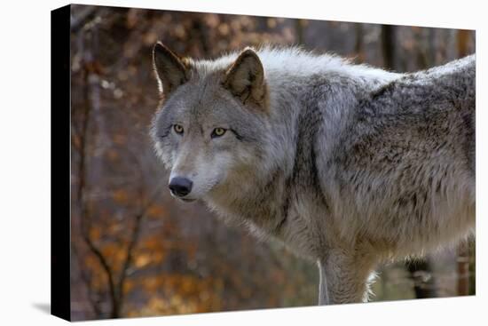 New Jersey, Columbia, Lakota Wolf Preserve. Close-Up of Timber Wolf-Jaynes Gallery-Premier Image Canvas