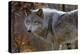 New Jersey, Columbia, Lakota Wolf Preserve. Close-Up of Timber Wolf-Jaynes Gallery-Premier Image Canvas