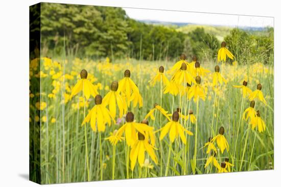 New Jersey. Upper Raritan River Basin, meadow of Black-eyed Susan's-Alison Jones-Premier Image Canvas