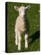 New Lamb, South Island, New Zealand-David Wall-Premier Image Canvas