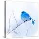 New Mexico. A portrait of a Mountain Bluebird on a branch in the snow.-Janet Muir-Premier Image Canvas