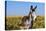 New Mexico, Bisti/De-Na-Zin Wilderness, Donkey-Bernard Friel-Premier Image Canvas