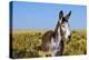 New Mexico, Bisti/De-Na-Zin Wilderness, Donkey-Bernard Friel-Premier Image Canvas