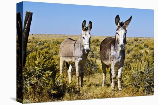 New Mexico, Bisti De-Na-Zin Wilderness, Two Donkeys-Bernard Friel-Premier Image Canvas