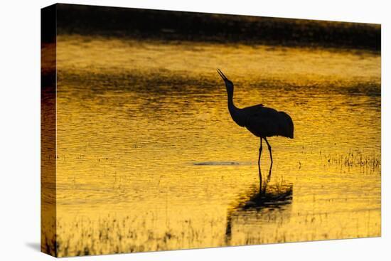 New Mexico, Bosque Del Apache National Wildlife Refuge. Sandhill Crane at Sunset-Jaynes Gallery-Premier Image Canvas