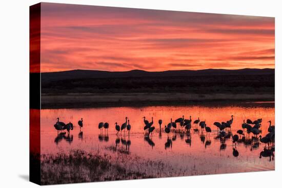 New Mexico, Bosque Del Apache National Wildlife Refuge. Sandhill Cranes at Sunset-Jaynes Gallery-Premier Image Canvas