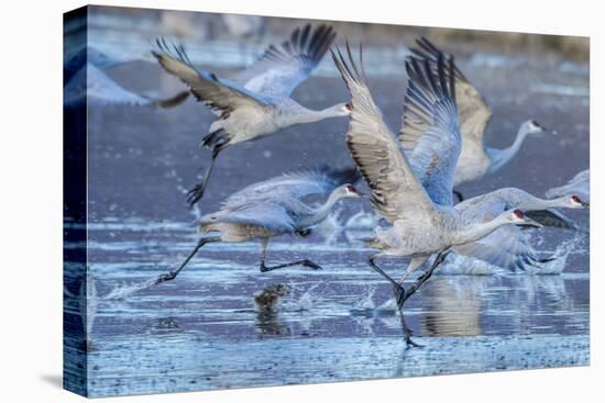 New Mexico, Bosque Del Apache National Wildlife Refuge. Sandhill Cranes Flying-Jaynes Gallery-Premier Image Canvas