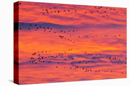 New Mexico, Bosque Del Apache National Wildlife Refuge. Snow Geese Flying at Sunrise-Jaynes Gallery-Premier Image Canvas