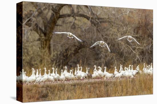 New Mexico, Bosque Del Apache National Wildlife Refuge. Snow Geese Taking Flight-Jaynes Gallery-Premier Image Canvas