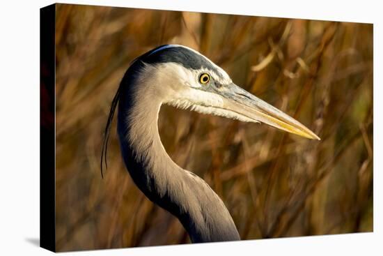 New Mexico, Bosque Del Apache Natural Wildlife Refuge. Great Blue Heron Profile-Jaynes Gallery-Premier Image Canvas