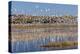 New Mexico, Bosque del Apache NWR. Fall Colors in Grasses-Don Paulson-Premier Image Canvas