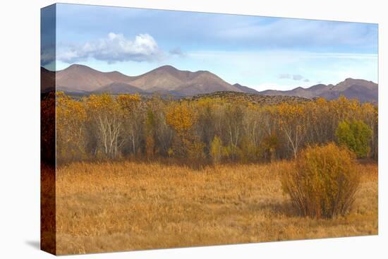 New Mexico, Bosque del Apache NWR. Fall Colors in Grasses-Don Paulson-Premier Image Canvas