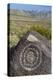 New Mexico, Three Rivers Petroglyph Site. Petroglyph Etching on Rock-Don Paulson-Premier Image Canvas