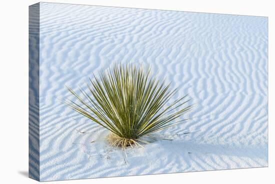 New Mexico, White Sands National Monument. Close-Up of Yucca and Sand Ripples-Jaynes Gallery-Premier Image Canvas