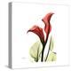 New Red Calla Lily-Albert Koetsier-Stretched Canvas