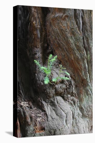 New Redwood Growth, Muir Woods, Marin Headlands, California-Anna Miller-Premier Image Canvas