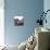 New Rose Quartz-GI ArtLab-Premier Image Canvas displayed on a wall