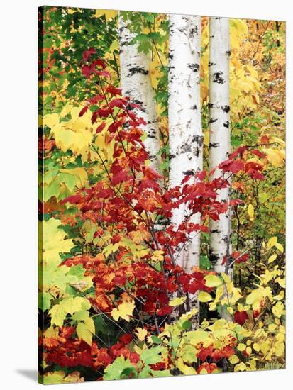 New York, Adirondack Mts, the Fall Colors of Trees-Christopher Talbot Frank-Premier Image Canvas