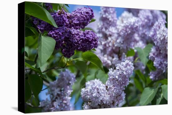 New York. Lilac flowers in bloom.-Cindy Miller Hopkins-Premier Image Canvas