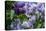 New York. Lilac flowers in bloom.-Cindy Miller Hopkins-Premier Image Canvas