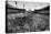 New York: Polo Grounds-null-Premier Image Canvas