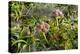 New Zealand, Auckland Islands, Enderby Island. Tropivcal vegetation.-Cindy Miller Hopkins-Premier Image Canvas