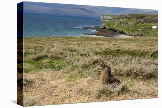 New Zealand, Enderby Island, Sandy Bay. New Zealand sea lion.-Cindy Miller Hopkins-Premier Image Canvas