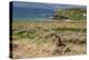 New Zealand, Enderby Island, Sandy Bay. New Zealand sea lion.-Cindy Miller Hopkins-Premier Image Canvas