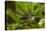 New Zealand Fantail, Hunua Ranges, Auckland, North Island, New Zealand-David Wall-Premier Image Canvas