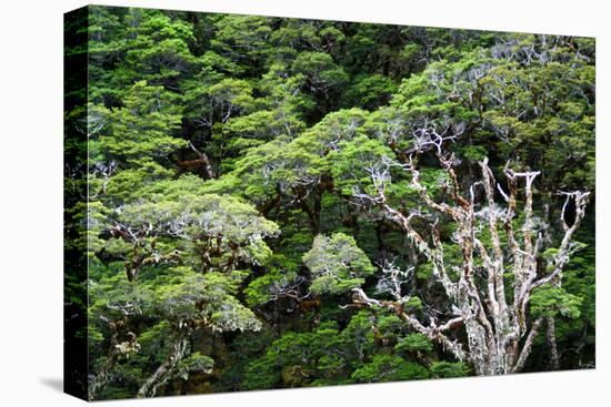 New Zealand, Fjordland National Park, Greenstone Track, Rainforest-Catharina Lux-Premier Image Canvas