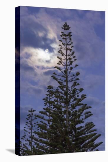 New Zealand, North Island. Whitianga, Araucaria Pine and moon-Walter Bibikow-Premier Image Canvas