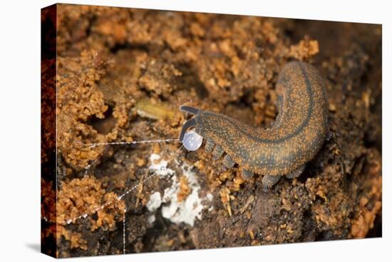 New Zealand Peripatus - Velvet Worm (Peripatoides Novaezealandiae) Spitting Out a Sticky Trap-Brent Stephenson-Premier Image Canvas