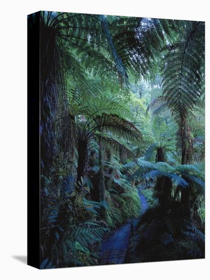 New Zealand, Rainforest, Vegetation, Tree Ferns, Cyatheaceae-Thonig-Premier Image Canvas